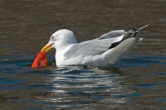 Larus argentatus  HERRING GULL 6001930 z