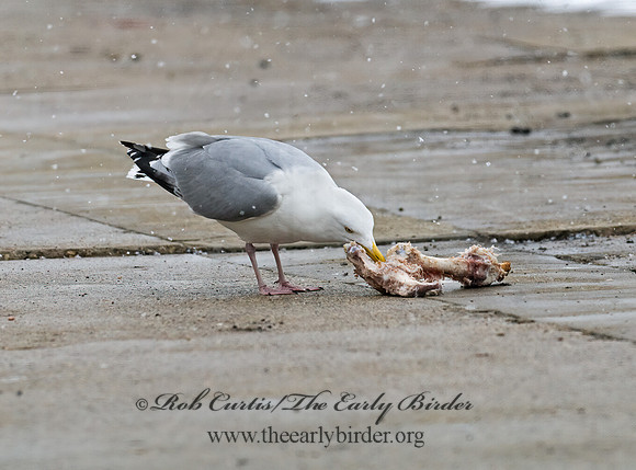 Larus argentatus  HERRING GULL 7014133 z