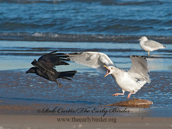 Larus argentatus  HERRING GULL 8029099 z