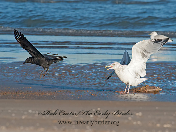 Larus argentatus  HERRING GULL 8029100 z