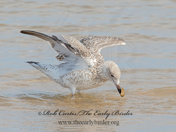 Larus argentatus  HERRING GULL 9003856 z