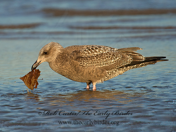 Larus argentatus  HERRING GULL 9005846 z