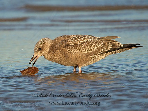 Larus argentatus  HERRING GULL 9005847 z