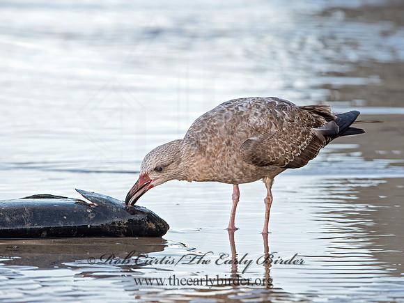 Larus argentatus  HERRING GULL 9025779z