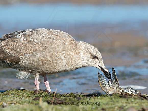 Larus argentatus  HERRING GULL 9025827z