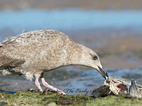 Larus argentatus  HERRING GULL 9025832z