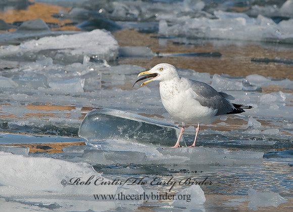 Larus argentatus  HERRING GULL 9054277z