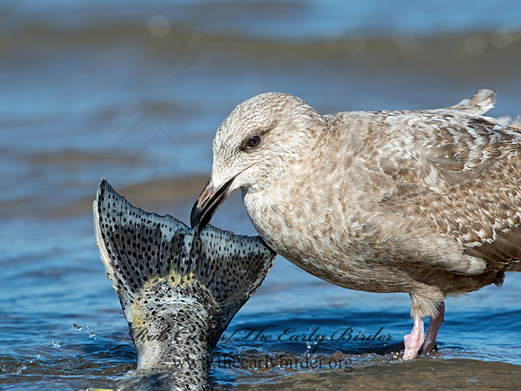 Larus argentatus  HERRING GULL 9025886z