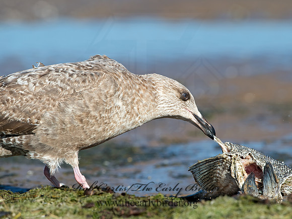 Larus argentatus  HERRING GULL 9025835z