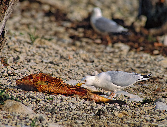 Larus argentatus  HERRING GULL 38926 z