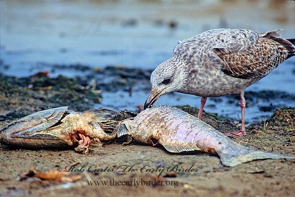 Larus argentatus  HERRING GULL 83109 z