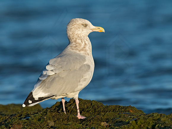 Larus argentatus  HERRING GULL  9024618z