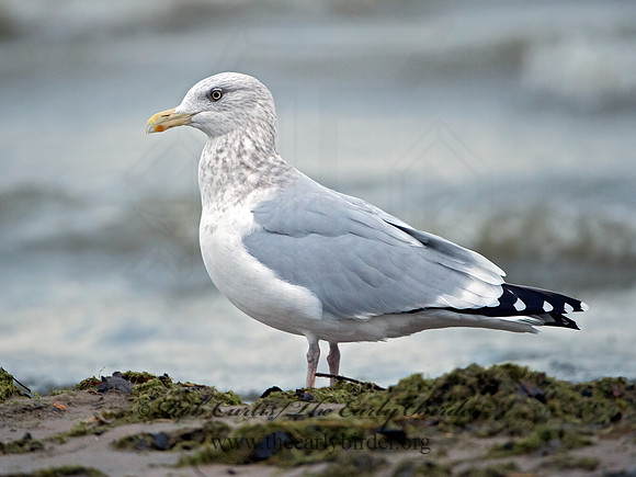 Larus argentatus  HERRING GULL  9026187z