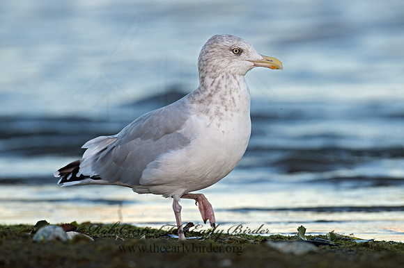 Larus argentatus  HERRING GULL  9024616z