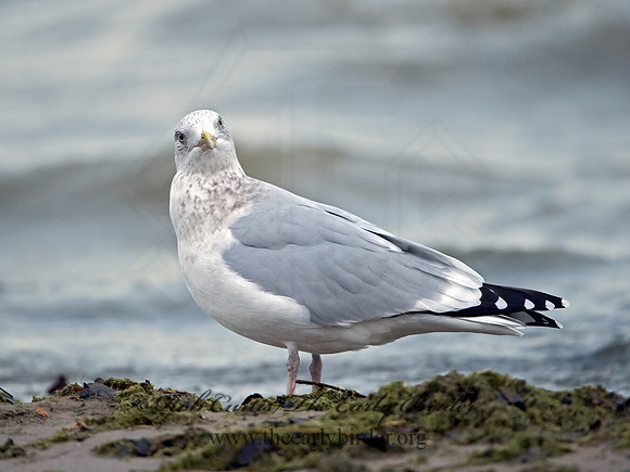 Larus argentatus  HERRING GULL  9026188z
