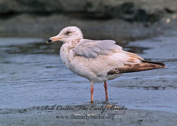 Larus argentatus  HERRING GULL 145722 z
