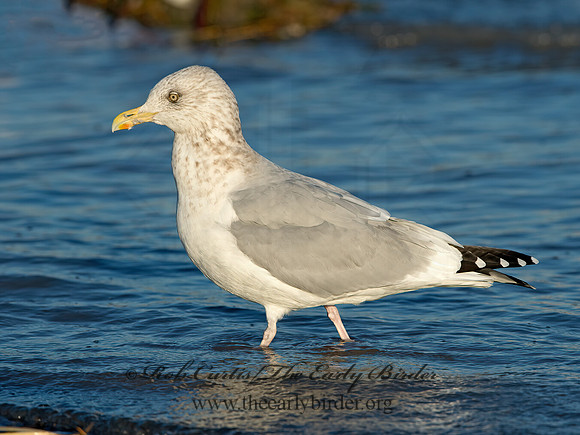 Larus argentatus  HERRING GULL  9026374z