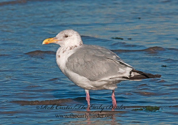 Larus argentatus  HERRING GULL 3004617 z