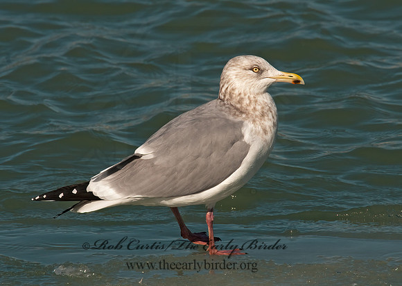 Larus argentatus  HERRING GULL 3006546 z