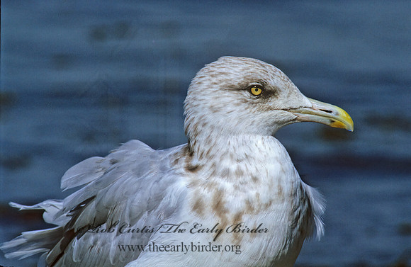 Larus argentatus  HERRING GULL 1286335 z