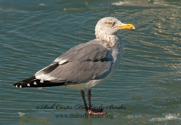 Larus argentatus  HERRING GULL 3006621 z