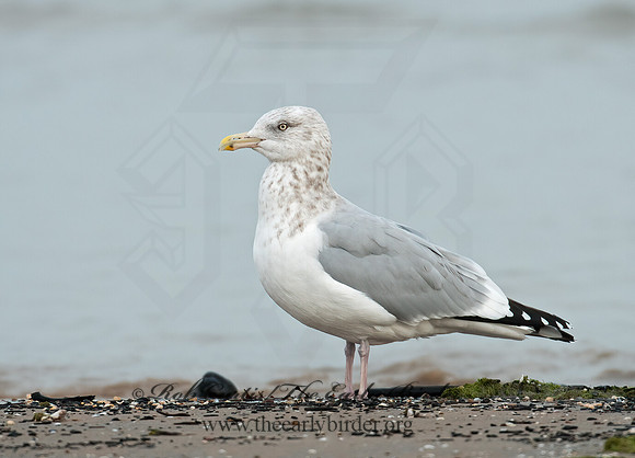 Larus argentatus  HERRING GULL 3010674 z