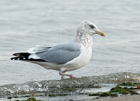 Larus argentatus  HERRING GULL 3010680 z