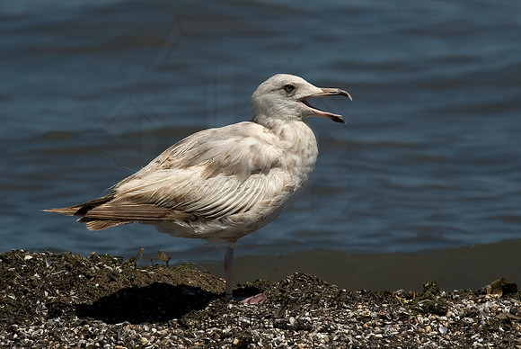 Larus argentatus  HERRING GULL 5008948 z