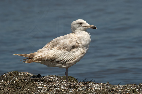 Larus argentatus  HERRING GULL 5008963 z