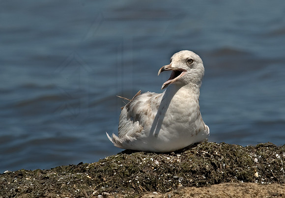 Larus argentatus  HERRING GULL 5008966 z