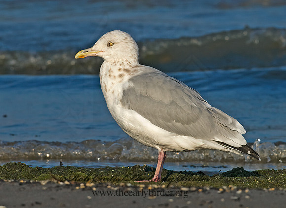 Larus argentatus  HERRING GULL 7013395 z