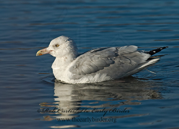 Larus argentatus  HERRING GULL 6029368 z