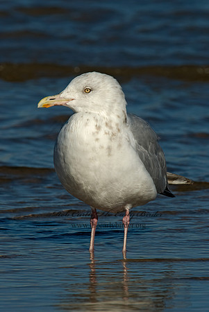 Larus argentatus  HERRING GULL 6028235 z