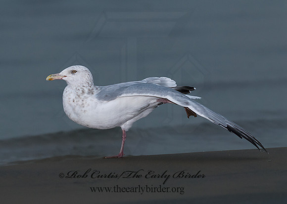Larus argentatus  HERRING GULL 7013526 z