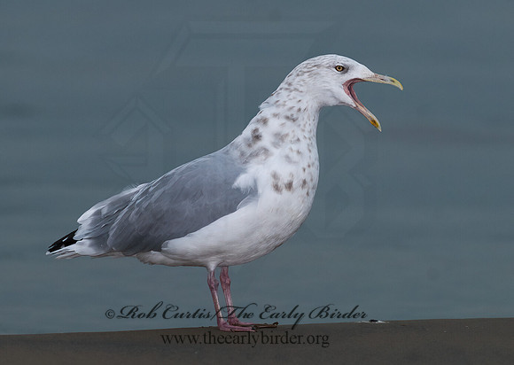Larus argentatus  HERRING GULL 7013534 z