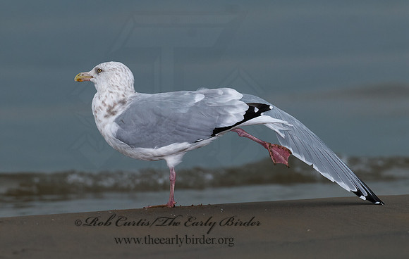 Larus argentatus  HERRING GULL 7013539 z