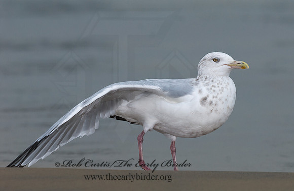 Larus argentatus  HERRING GULL 7013543 z