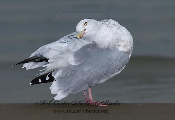 Larus argentatus  HERRING GULL 7013554 z