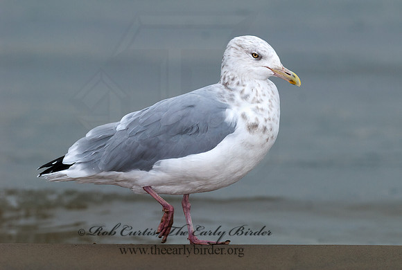 Larus argentatus  HERRING GULL 7013548 z
