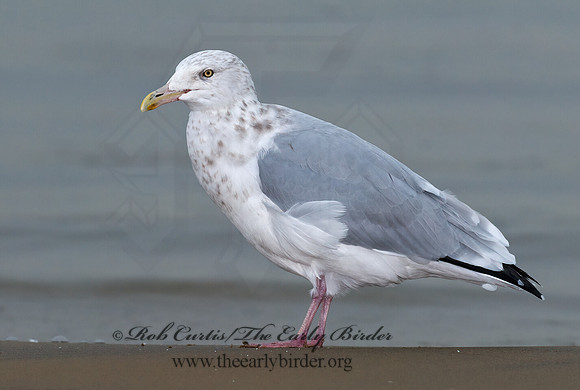Larus argentatus  HERRING GULL 7013561 z