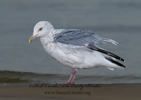 Larus argentatus  HERRING GULL 7013564 z
