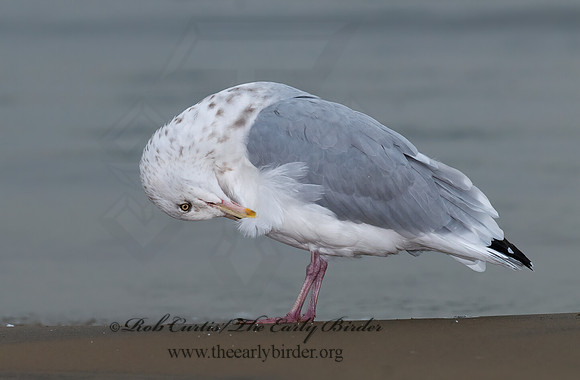 Larus argentatus  HERRING GULL 7013565 z
