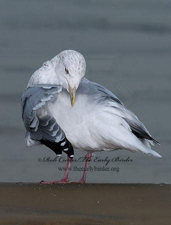 Larus argentatus  HERRING GULL 7013567 z