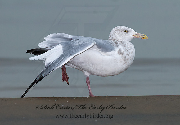 Larus argentatus  HERRING GULL 7013568 z