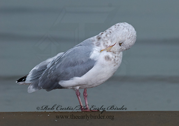 Larus argentatus  HERRING GULL 7013570 z