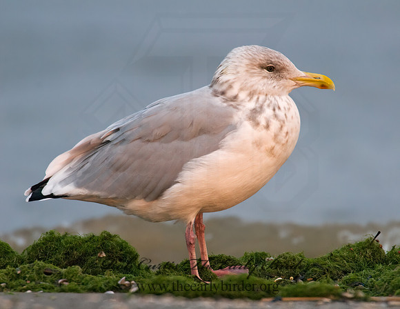 Larus argentatus  HERRING GULL 7015679 z