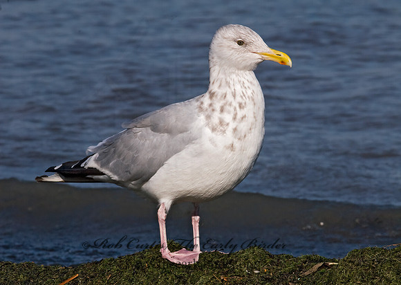 Larus argentatus  HERRING GULL 7015603 z