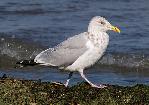 Larus argentatus  HERRING GULL 7015601 z