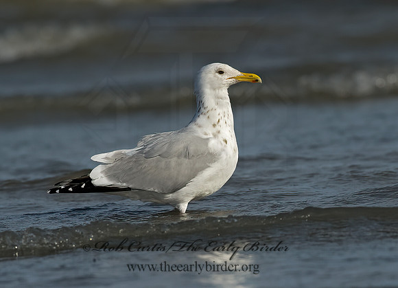 Larus argentatus  HERRING GULL 8011382 z