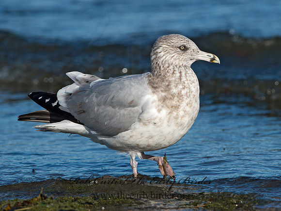 Larus argentatus  HERRING GULL 9025979z